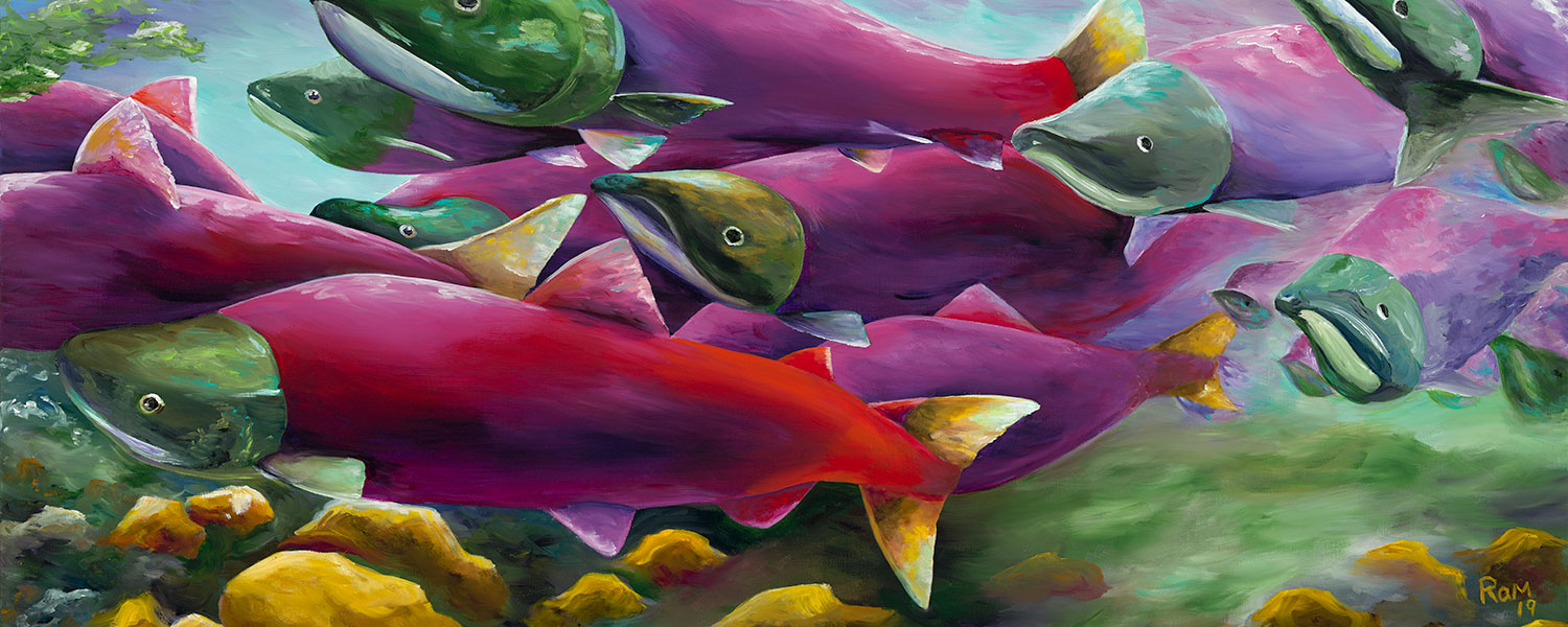 Sockeye Run