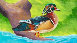 Wood Duck
