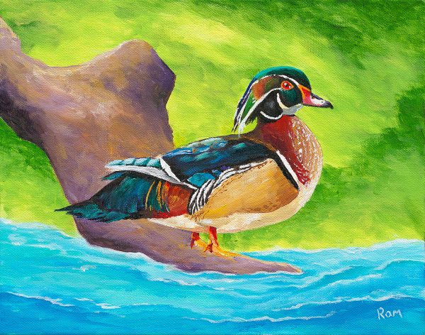 Wood Duck